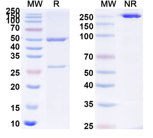 SDS-PAGE for Risvutatug Biosimilar - Research Grade