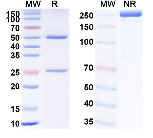 SDS-PAGE for Rozanolixizumab Biosimilar - Anti-FCGRT mAb - Research Grade