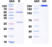 SDS-PAGE for Research Grade Stapokibart