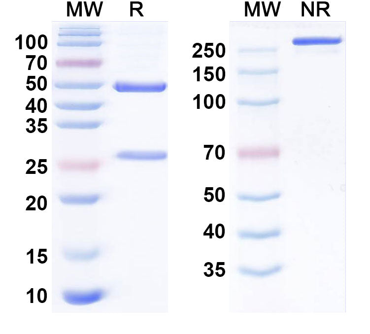 SDS-PAGE for Tislelizumab Biosimilar - Anti-PDCD1; PD1; CD279 mAb - Research Grade