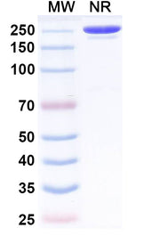 SDS-PAGE for Umesolerbart Biosimilar - Anti-BETVIA mAb - Research Grade