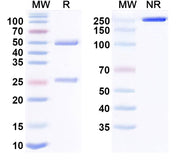 SDS-PAGE for Research Grade Verzistobart