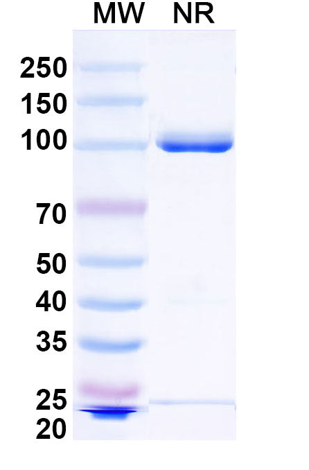 SDS-PAGE for VHH-hFc (IgG1) Isotype Control antibody (cAb-Lys2)