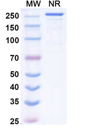 SDS-PAGE for Research Grade Vilastobart