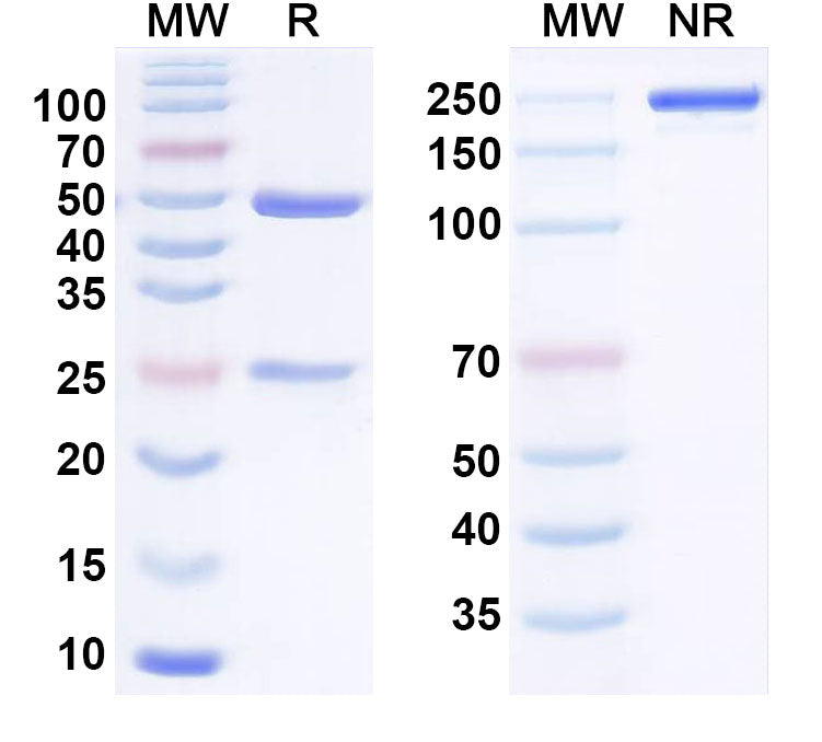 SDS-PAGE for Zampilimab Biosimilar - Anti-TGM2 mAb - Research Grade