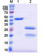 SDS-PAGE for 3C Protease