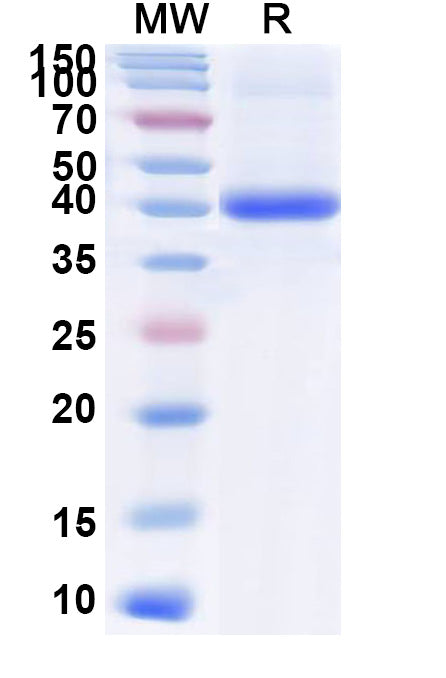 SDS-PAGE for Human BMP2 recombinant protein