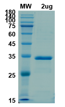 SDS-PAGE for 3CLpro protein, 3C-Like-proteinase