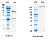 SDS-PAGE for Anti-CoV-Nucleoprotein (D2) antibody