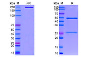 SDS-PAGE for Anti-CoV-RBD (E4) antibody