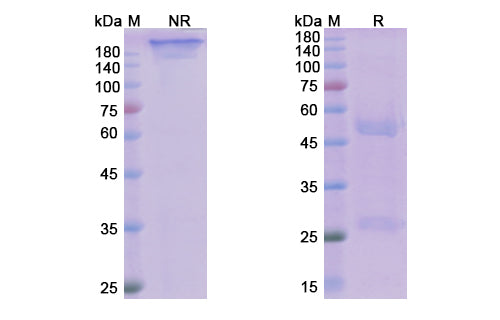 SDS-PAGE for Avdoralimab Biosimilar - Anti-CD88,C5AR1 mAb - Research Grade