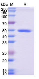 SDS-PAGE for CD223 / LAG3, N-His, recombinant protein