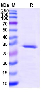 SDS-PAGE for CD254 / RANKL / TNFSF11, N-His, recombinant protein