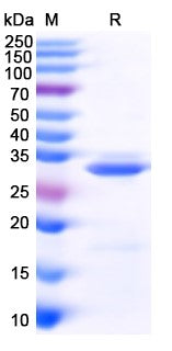 SDS-PAGE for CD274 / PD-L1 / B7-H1, N-His, recombinant protein