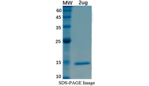 SDS-PAGE For Cow SAA3 Recombinant Protein