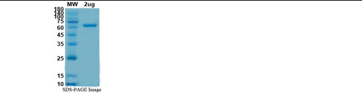 Human AXL protein