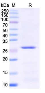 SDS-PAGE for IFNAR1, N-His, recombinant protein