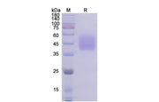 SDS-PAGE for ICOSL Protein- Human ICOS ligand recombinant protein- CD278 Protein