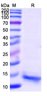 SDS-PAGE for IL15, C-His, recombinant protein