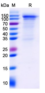 SDS-PAGE for Interferon-induced helicase C domain-containing protein 1 (IFIH1)