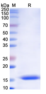 SDS-PAGE For Monkeypox virus/MPXV A30L Recombinant Protein, N-His