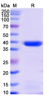 SDS-PAGE For Monkeypox virus/MPXV A35R Recombinant Protein, N-GST & C-His