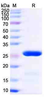 Transferrin receptor protein 1(TFRC)