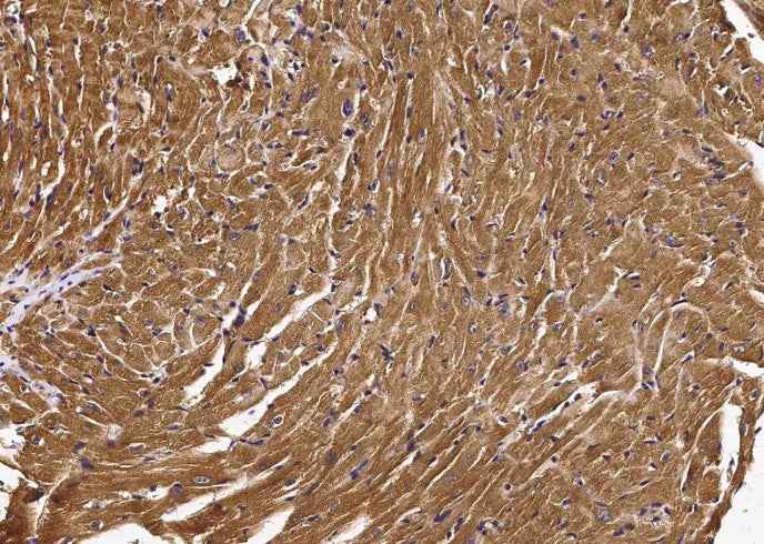 Anti-Mouse IL6ST Antibody [B413] - ABMIUM