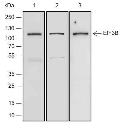 Anti-Human/Rat/Mouse eIF3B Antibody [A212]
