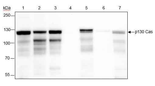 Anti-Human/Rat/Mouse p130 Cas Antibody [A317]