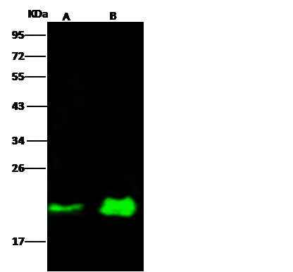 Anti-Human NRAS Antibody [A924] - ABMIUM