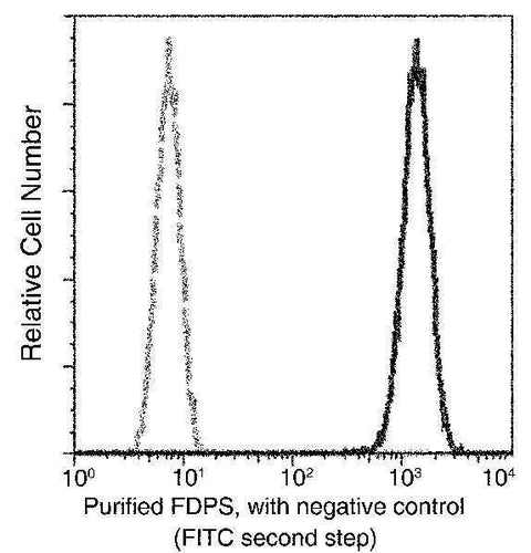 Anti-Human FDPS Antibody [A1186] - ABMIUM