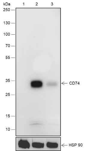 Anti-Human CD74 Antibody [A535]
