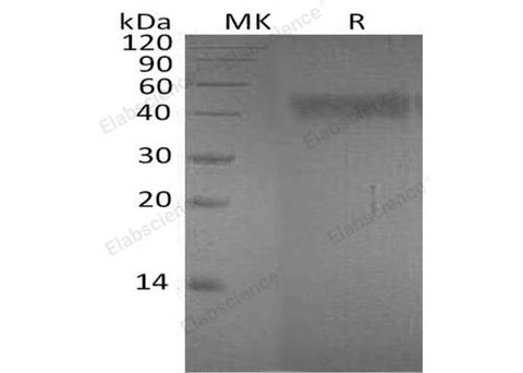 > 95 % as determined by reducing SDS-PAGE.