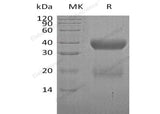 > 90 % as determined by reducing SDS-PAGE.