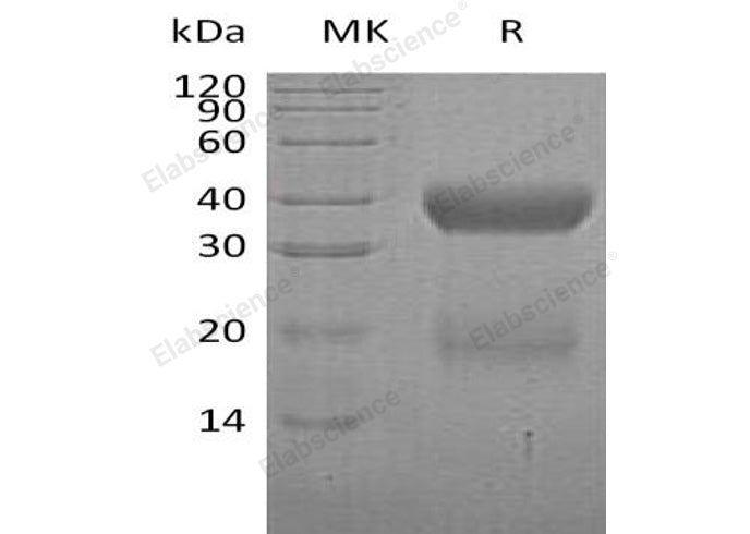 > 90 % as determined by reducing SDS-PAGE.