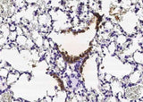 Anti-Mouse SCGB1A1 Antibody [B434]