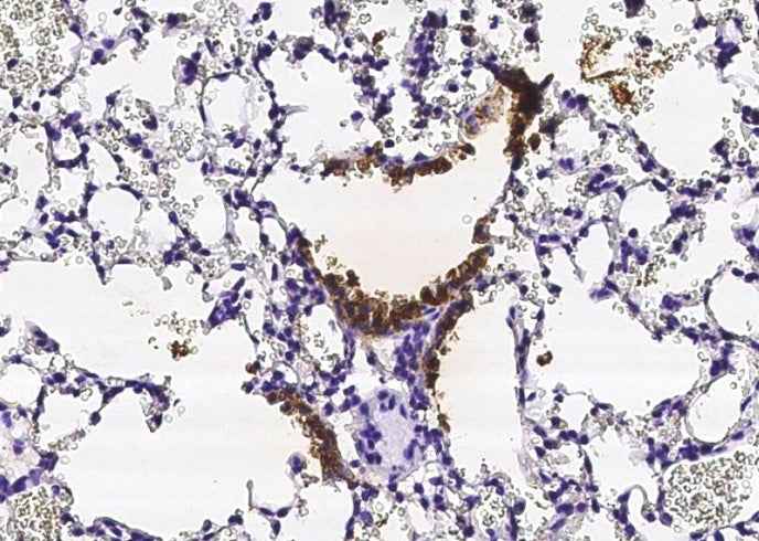 Anti-Mouse SCGB1A1 Antibody [B434] - ABMIUM