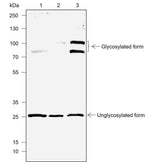 Anti-Human DcR1 Antibody [A716]
