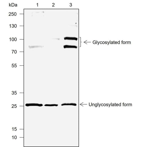 Anti-Human DcR1 Antibody [A716] - ABMIUM