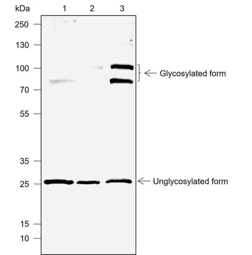 Anti-Human DcR1 Antibody [A716] - ABMIUM