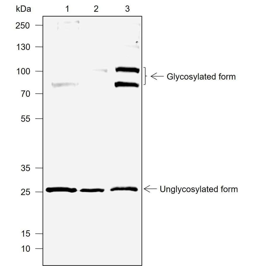 Anti-Human DcR1 Antibody [A716]