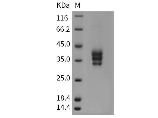 > 92 % as determined by reducing SDS-PAGE.