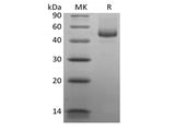 > 95 % as determined by reducing SDS-PAGE.