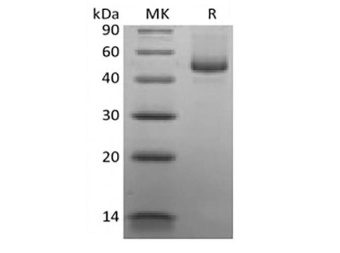 > 95 % as determined by reducing SDS-PAGE.