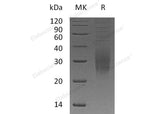 > 95 % as determined by reducing SDS-PAGE.