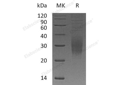 > 95 % as determined by reducing SDS-PAGE.