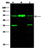 Anti-Human SETD7 Antibody [A901] - ABMIUM