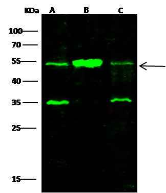Anti-Human SETD7 Antibody [A901] - ABMIUM