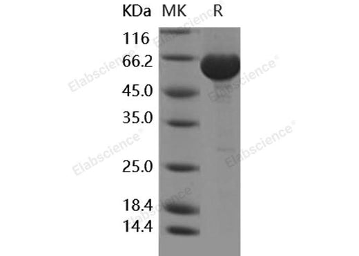 > 95 % as determined by reducing SDS-PAGE.